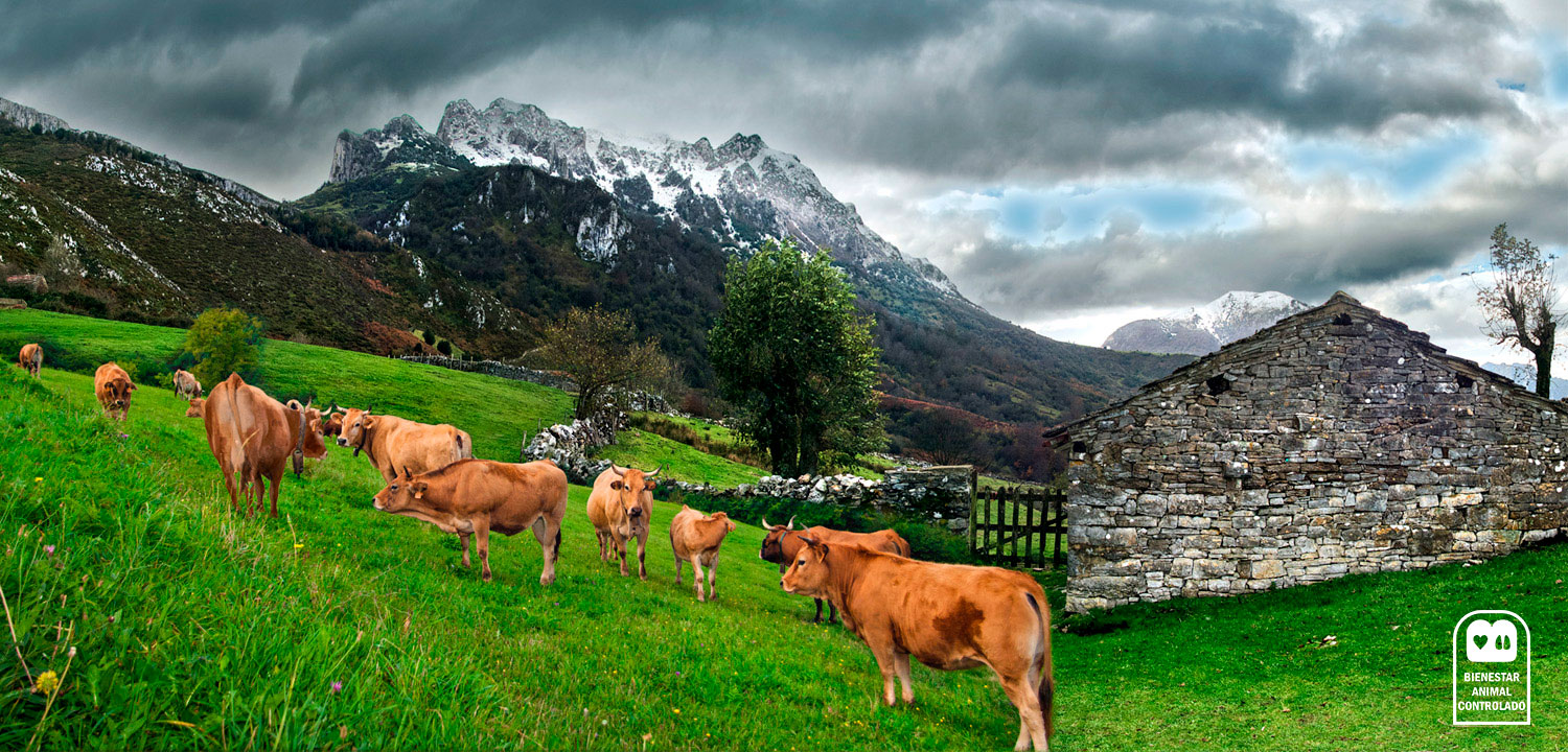 Perito veterinario en Asturias y Lugo