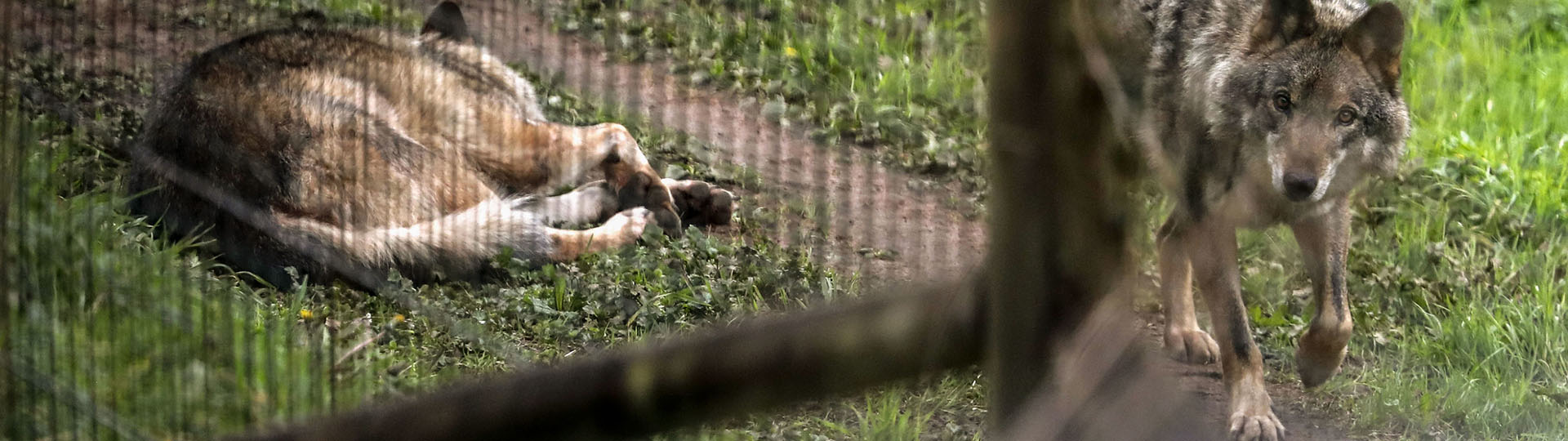 Peritajes veterinarios con respaldo científico y legal