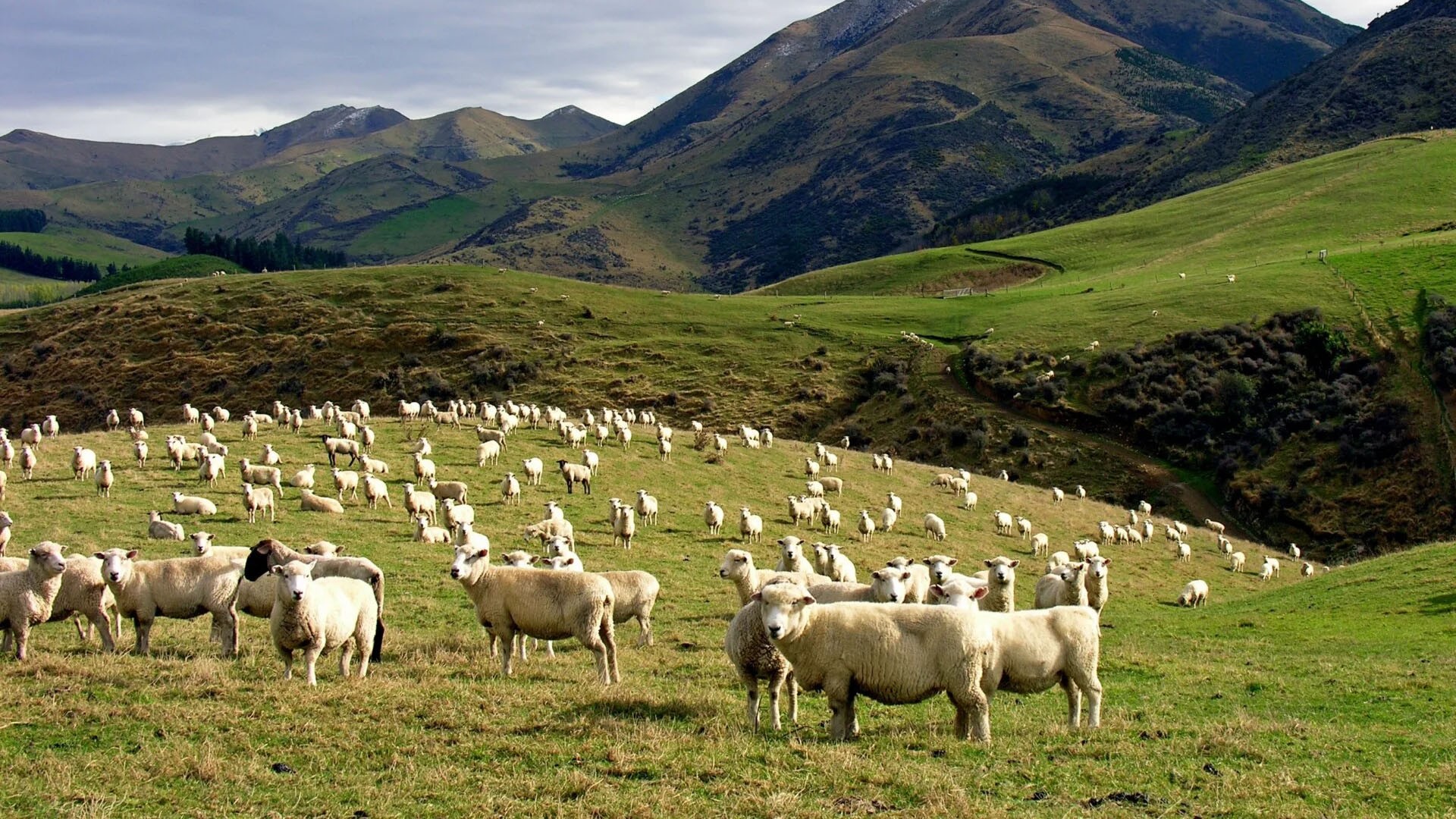 Informe pericial veterinario en Asturias y Lugo